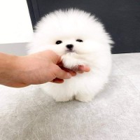 Two Friendly Teacup Pomeranian Puppies for sale